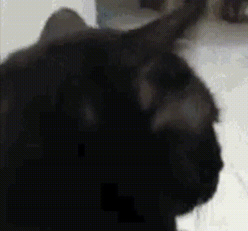 cat fall